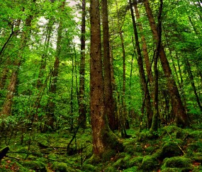 怀孕初期大便后出血怎么回事啊（怀孕初期大便后出血怎么回事啊图片）