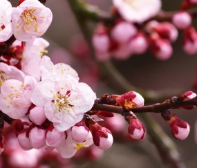 怀孕初期可以乘长途车吗（早孕期间可以坐长途车吗）