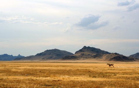 卵泡孕酮低（孕酮低卵泡长不大吗）
