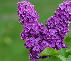 卵泡11.7内膜7.5（卵泡11x9mm内膜厚8mm）