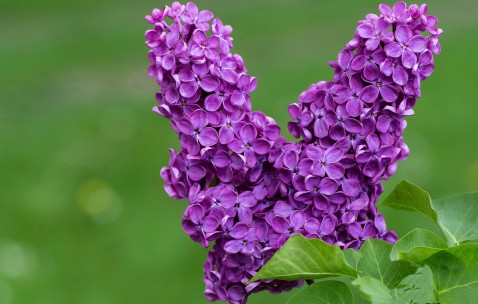 女人气血不足五大表现（女人气血不足有什么症状和表现）