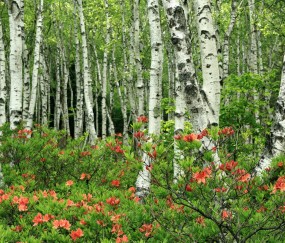 怀孕初期胎儿偏左边（孕早期宝宝偏左）