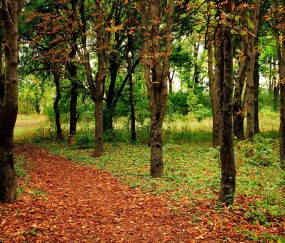 怀孕初期胸疼摸着硬硬的怎么回事（怀孕早期胸特别疼里头有硬块）