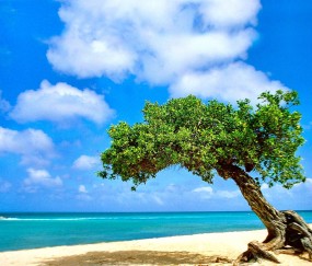 排卵试纸和早孕试纸都是阳性（排卵测试纸和早孕测试纸都显示阳性）