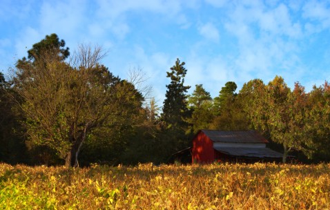 斑马鱼卵泡标记（斑马鱼卵长啥样）