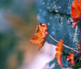 怀孕初期工作洗发水可以吗（怀孕早期可以用洗发水吗）