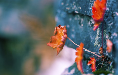 关于南昌有哪些做供卵试管婴儿的医院，附2024当地借卵生子费用剖析！的信息