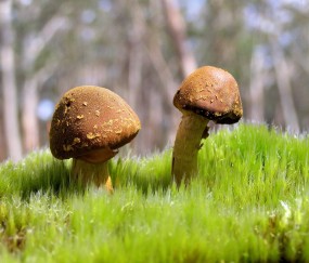 二代试管配卵成功率（试管婴儿二代配对成功率）