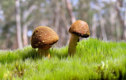 二代试管配卵成功率（试管婴儿二代配对成功率）