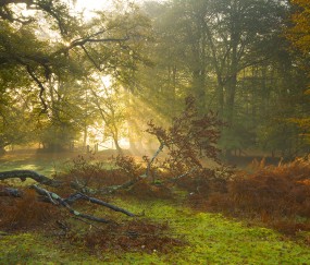 次级卵泡放射冠（初级卵泡的放射冠）
