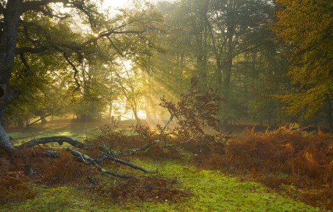 飞鹤孕妇奶粉喝了会胖（飞鹤孕妇奶粉甜吗）